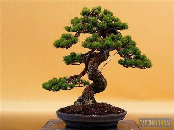 Bonsai, cây cảnh nghệ thuật, cay canh nghe thuat, cây thế, cay the, triển lãm cây cảnh nghệ thuật, trien lam cay canh nghe thuat